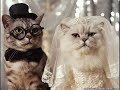 funny cats mania