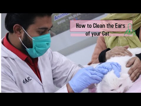 How to clean the Ear of Cat at home | Ear cleaning of Cat