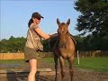 Clicker Training for Foal Husbandry
