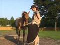 Clicker Training for Foal Husbandry