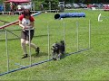 Sendy - Agility - Kladno - 25. 5. 2008 (ne)