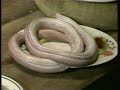 世界のゲテモノ料理
