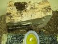 These are red legged stag beetles. (Nipponodorcus rubrofemoratus). The vid was hasty due to their hatred of the light.