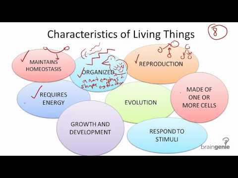 characteristics of organisms The six kingdoms when linnaeus developed his system of classification, there were only two kingdoms, plants and animals but the use of the microscope led to the discovery of new organisms and the identification of differences in cells. characteristics of organisms The six kingdoms when linnaeus developed his system of classification, there were only two kingdoms, plants and animals but the use of the microscope led to the discovery of new organisms and the identification of differences in cells.