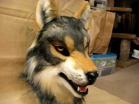 grey wolf