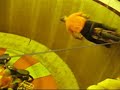 Great Dorset Steam Fair 2007. Ken Fox on The Wall Of Death Great Dorset Steam Fair 2007. Ken Fox on The Wall Of Death