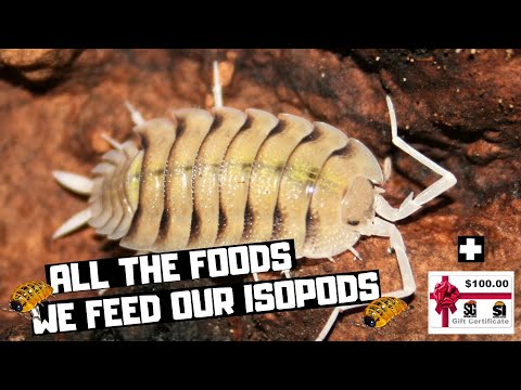 YouTube reptile video