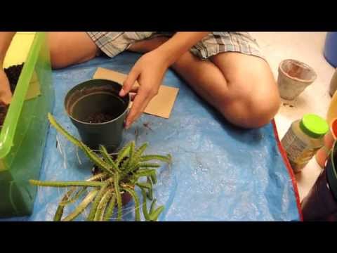 how to transplant strelitzia