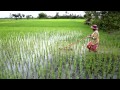 Farmers in Cambodia create new tools to adapt to..