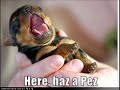 very funny dogs part 1