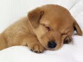 Very Funny Dogs Part 1