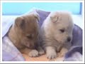 very funny dogs part 1