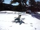 Snow Angel Snow Angel