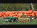 Abby Hill Farms Pumpkins