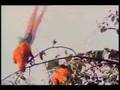 videos de Pollination and Bats in the Jungle