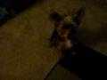 videos de MOV02766