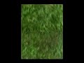 Lawn
