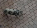 Hirschberg 09 ( :