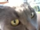 Moondoggie goes to the vet
