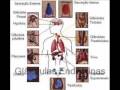 Sistema End�crino - Nicollas (Trab. Biologia)
