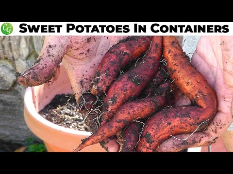 how to grow sweet potatoes in a containers