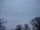 Vogels Vogels