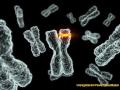 The human genome contains some 25000...
