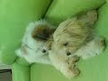 groggy puppy after grooming