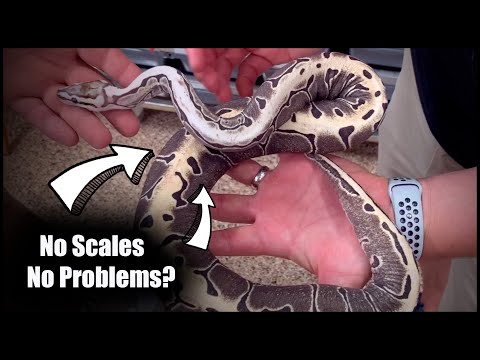 YouTube reptile video