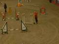 Obay Shelties at Olympia 2007 Small Agility Finals