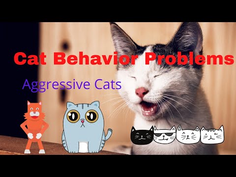 Cat Behavior Problems [Aggressive Cats]