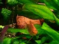Aquarium Aquarium
