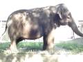 videos de Elefante do Zoológico