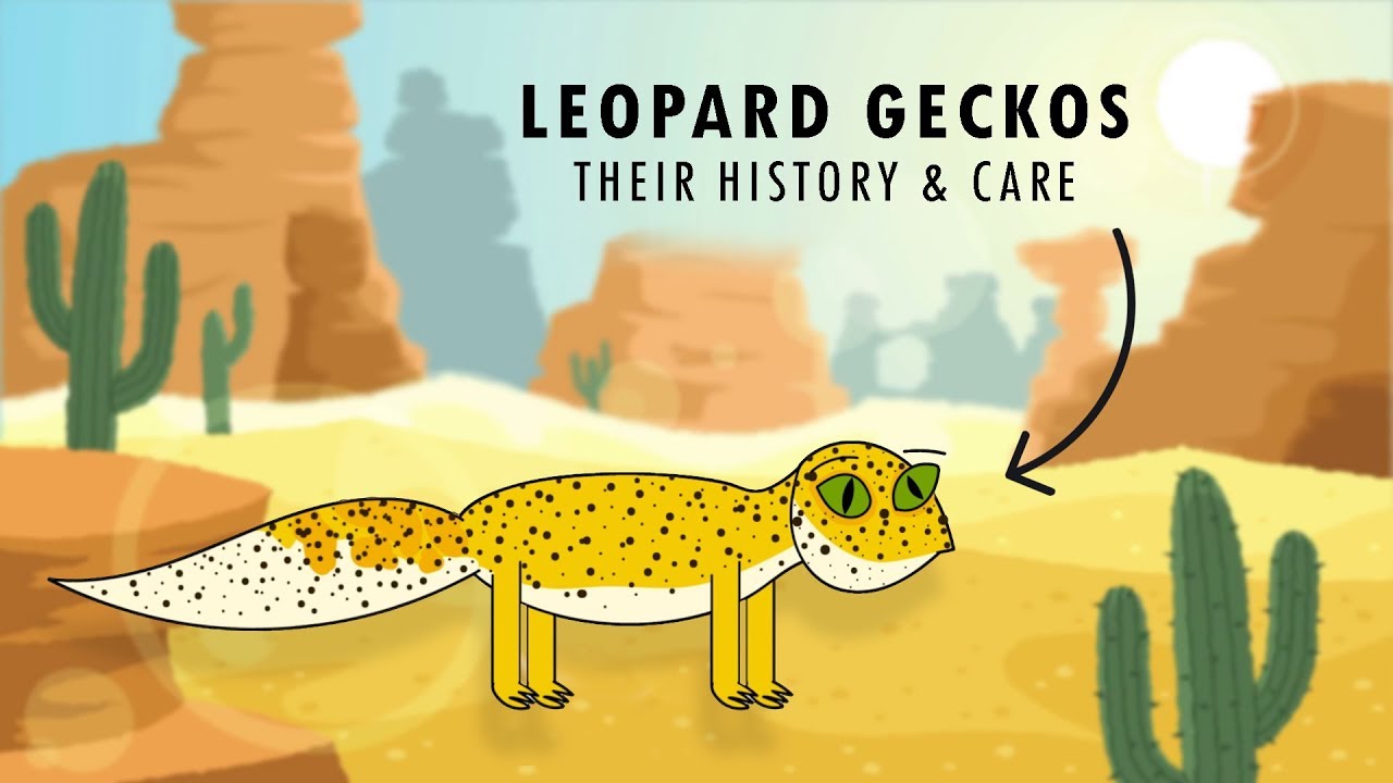 An Introduction To Leopard Geckos & Their Care!