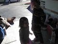 French Fry Dance French Fry Dance