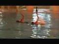 Olivia & Jenna, Synchronised Swimming, video diary 2
