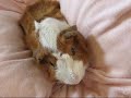 guinea pig ????????(*^-^)o