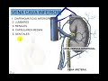 VENA CAVA INFERIOR 3 VENA CAVA INFERIOR 3