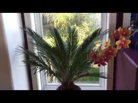 how to fertilize sago palm