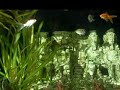 Ein Sonnentag in meinem Aquarium. (Fish in the sun) :)