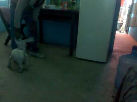 BULLTERRIER INGLES