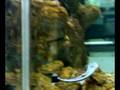 AMAZING FISHES