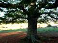 videos de Casa Rural Urbasa Urederra NÂº 193 - Haya Centenaria-- Agroturismo Navarra- 20 .28746