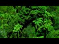 Bosque I - Relaxamento Bosque I - Relaxamento