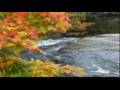 Bosque I - Relaxamento