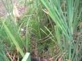 videos de Travesuras de mis canes:)