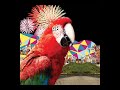 El Guincho - Cuando Maravilla Fui