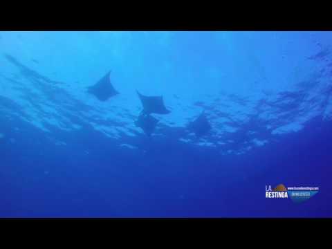 REUNIÓN DE MANTAS EN EL HIERRO