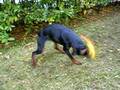 boris che gioca con il pollo 2 (dobermann) novembre 2006