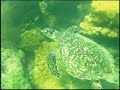 Coral Reef Lauderdale by the Sea Coral Reef Lauderdale by the Sea